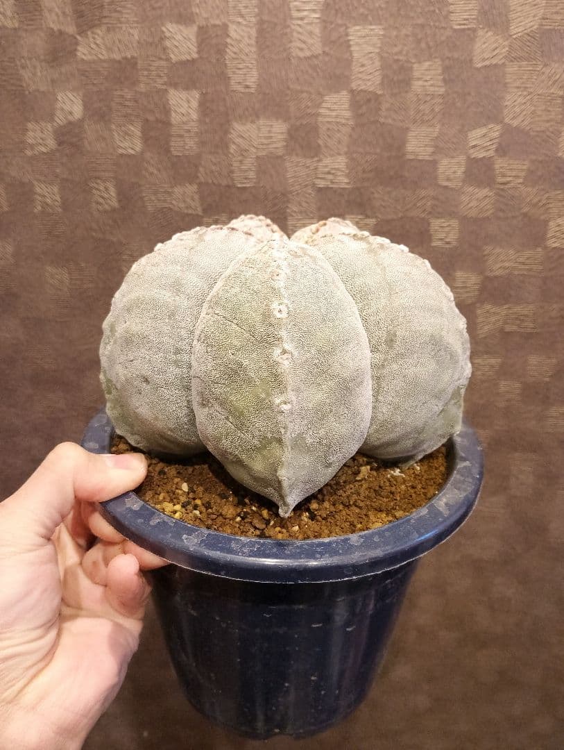 極上 特大 ランポー