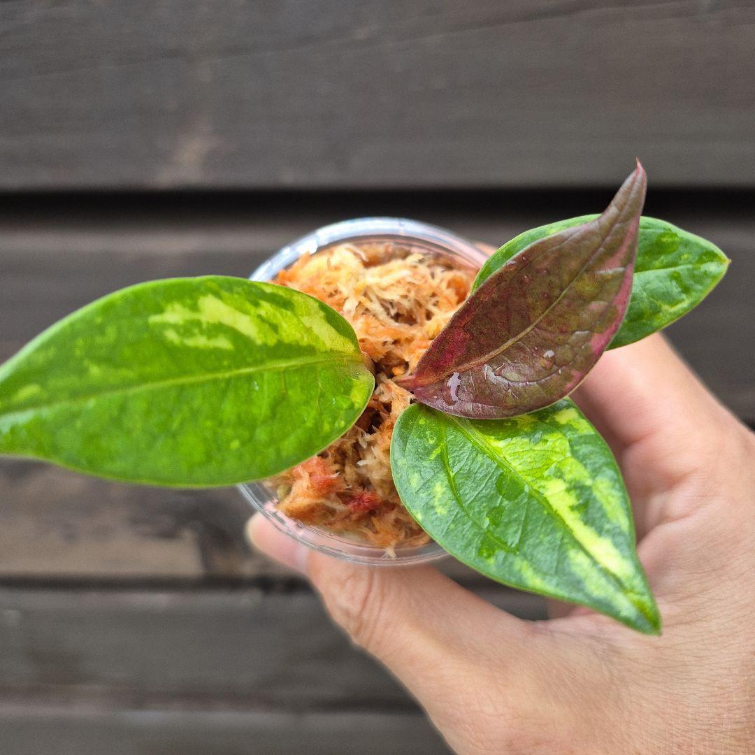 アンスリウム　ジェンマニー　斑入り