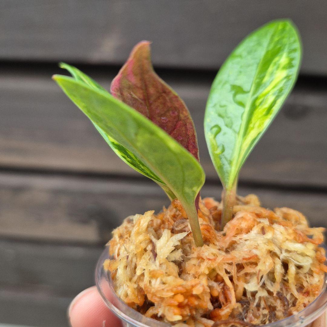 アンスリウム　ジェンマニー　斑入り