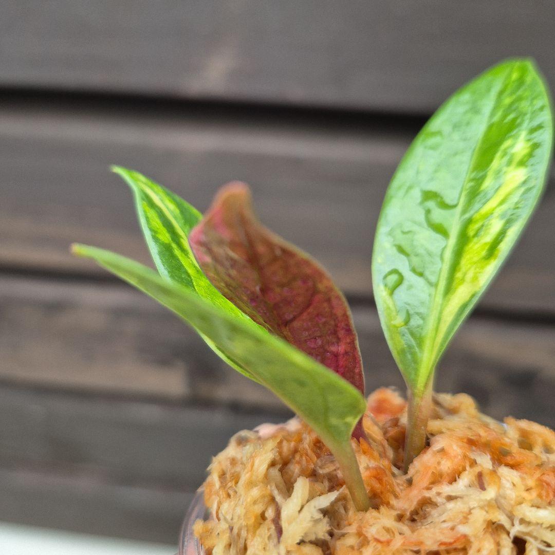 アンスリウム　ジェンマニー　斑入り