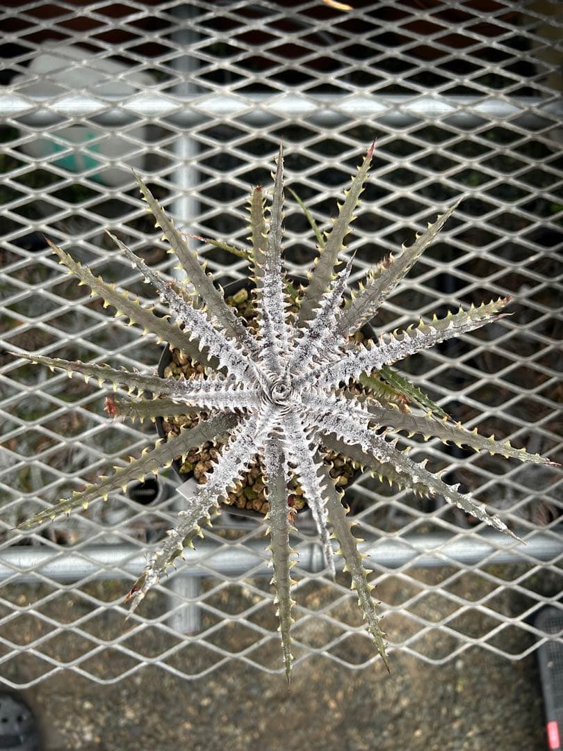 子株付き Dyckia 'Brittle Star' F3 D043 ⑴