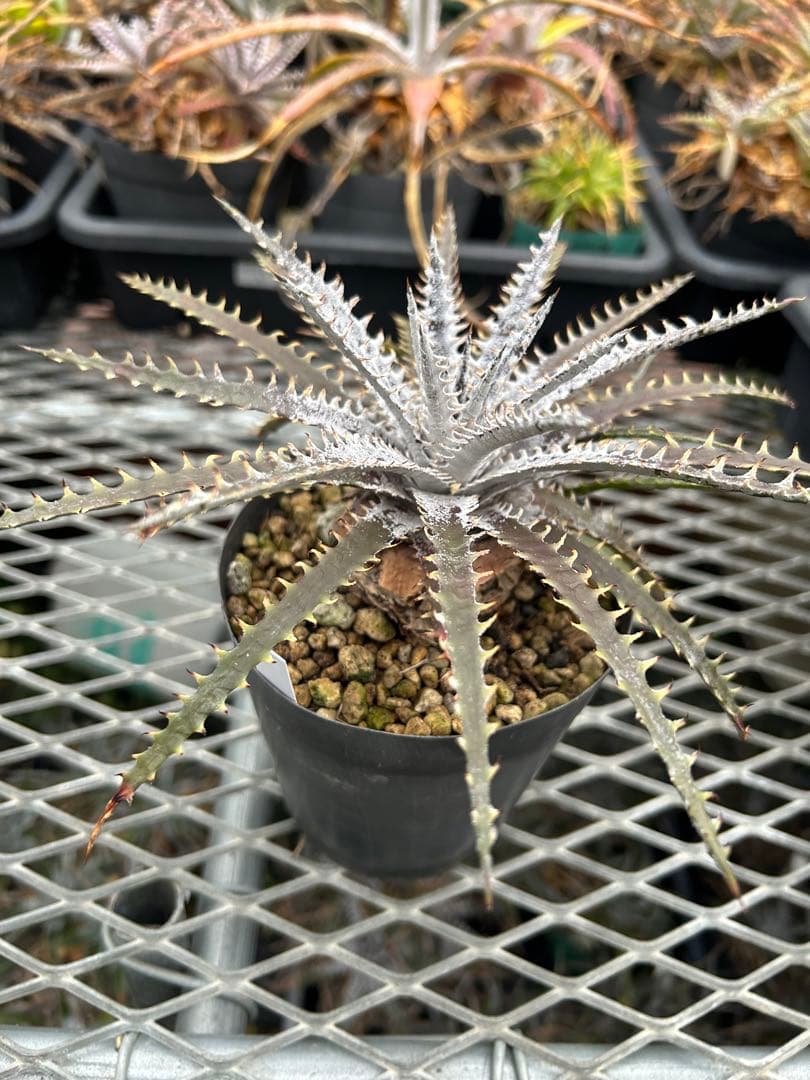 子株付き Dyckia 'Brittle Star' F3 D043 ⑴