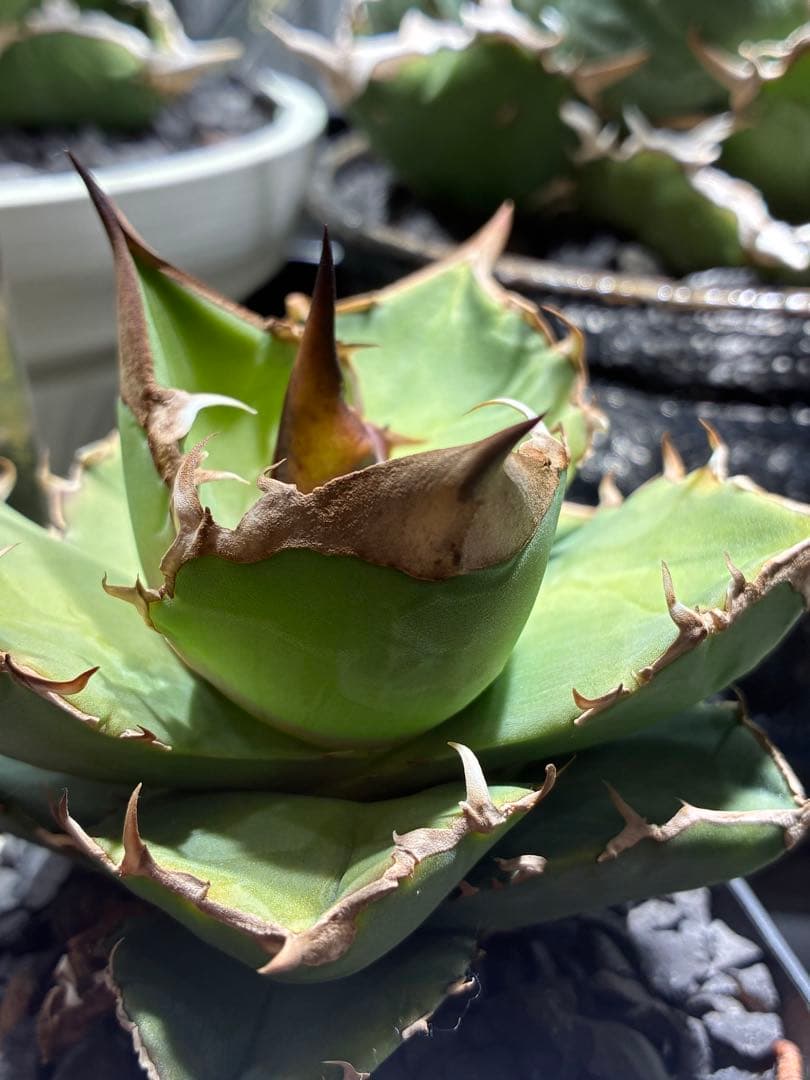 アガベ チタノタ　白犀牛　トリケラトプス