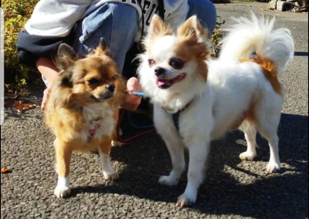 猫の写真 フレーム付き 黒スパークル