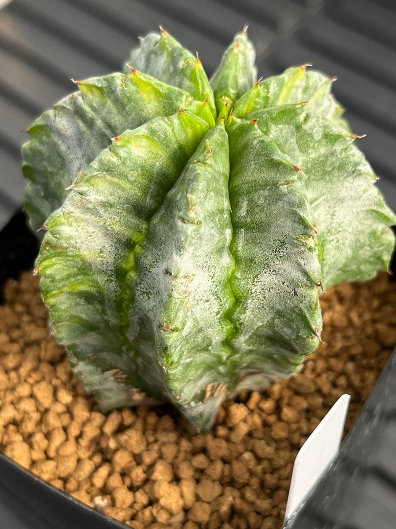 ユーフォルビア　ホリダ錦