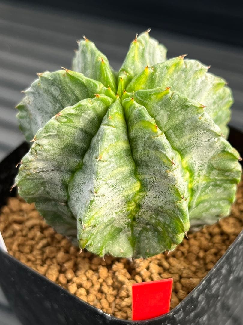 ユーフォルビア　ホリダ錦