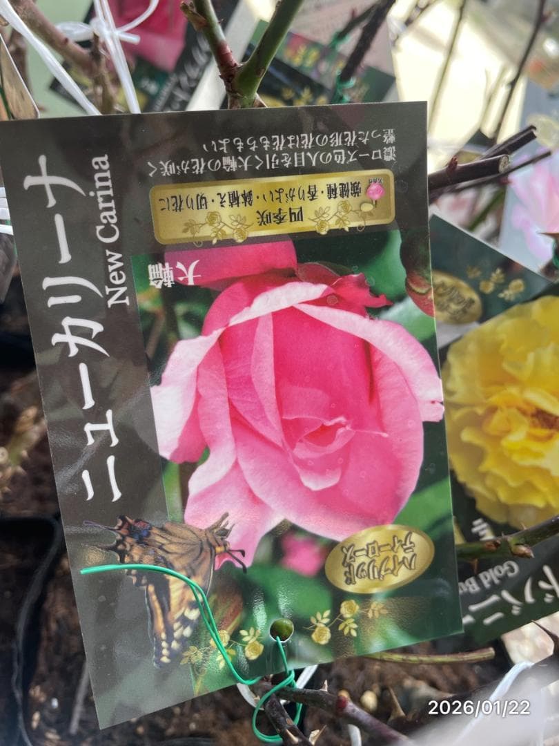 四季咲き　　バラ 　　 18株