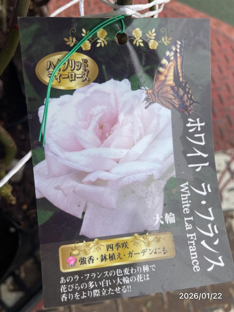 四季咲き　　バラ 　　 18株