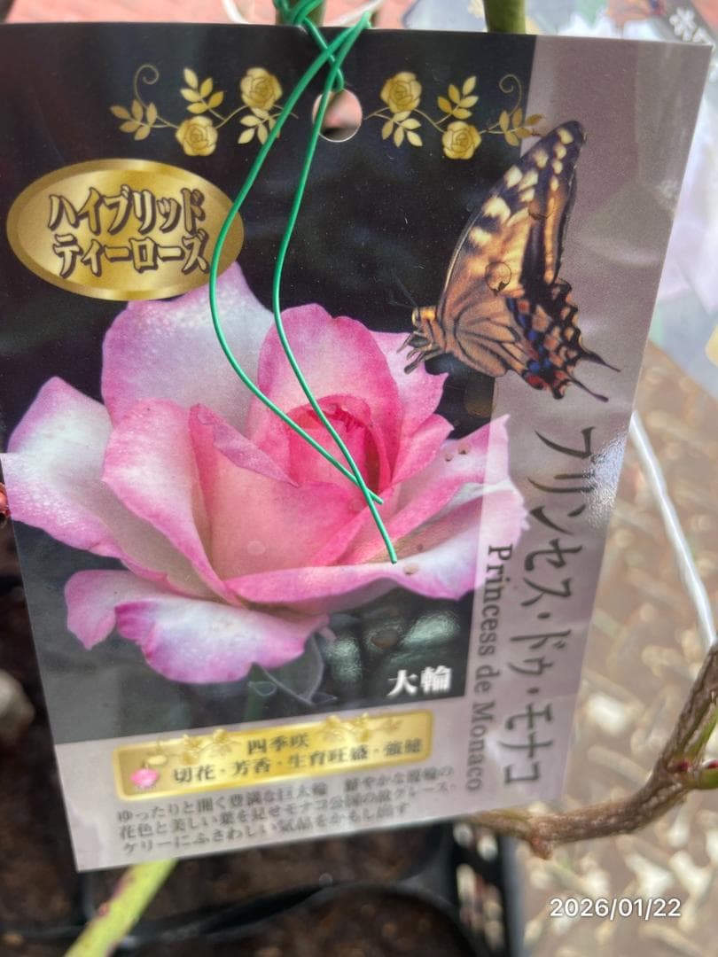 四季咲き　　バラ 　　 18株