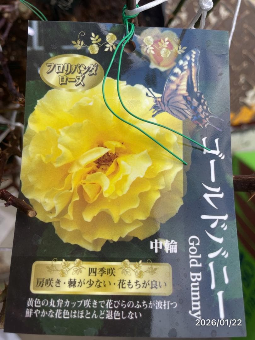 四季咲き　　バラ 　　 18株