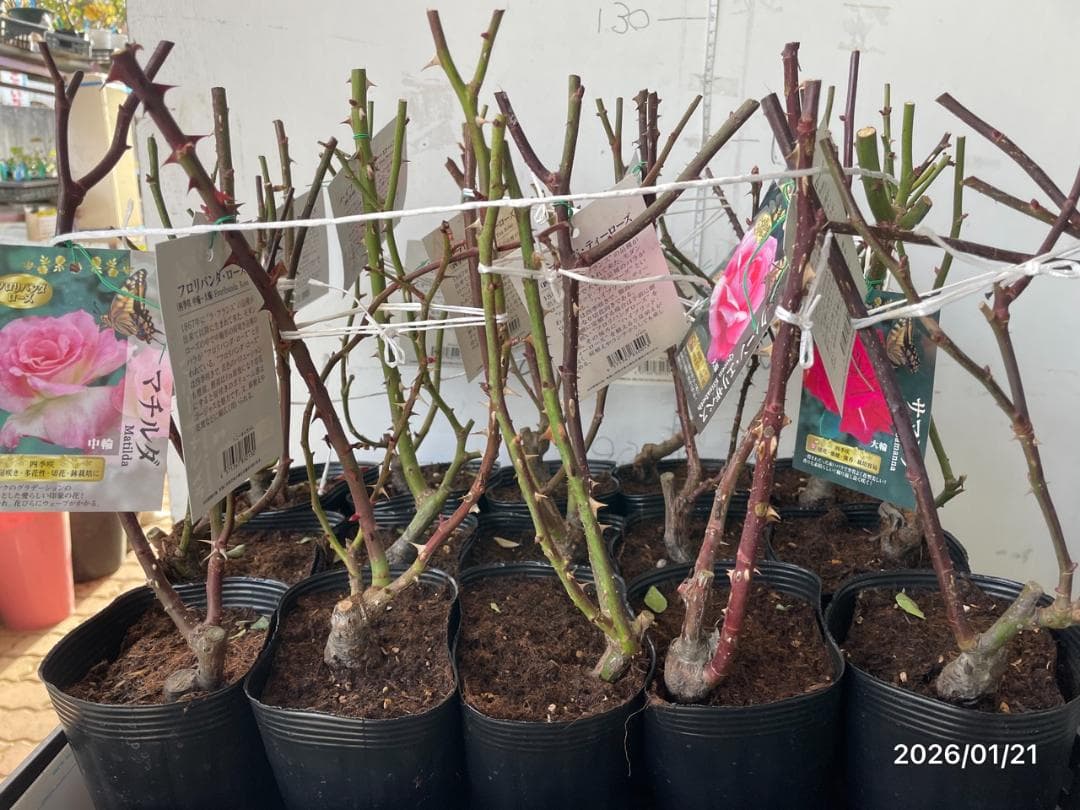 四季咲き　　バラ 　　 18株