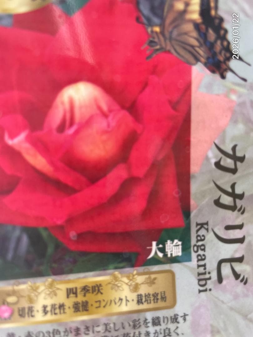 四季咲き　　バラ 　　 18株