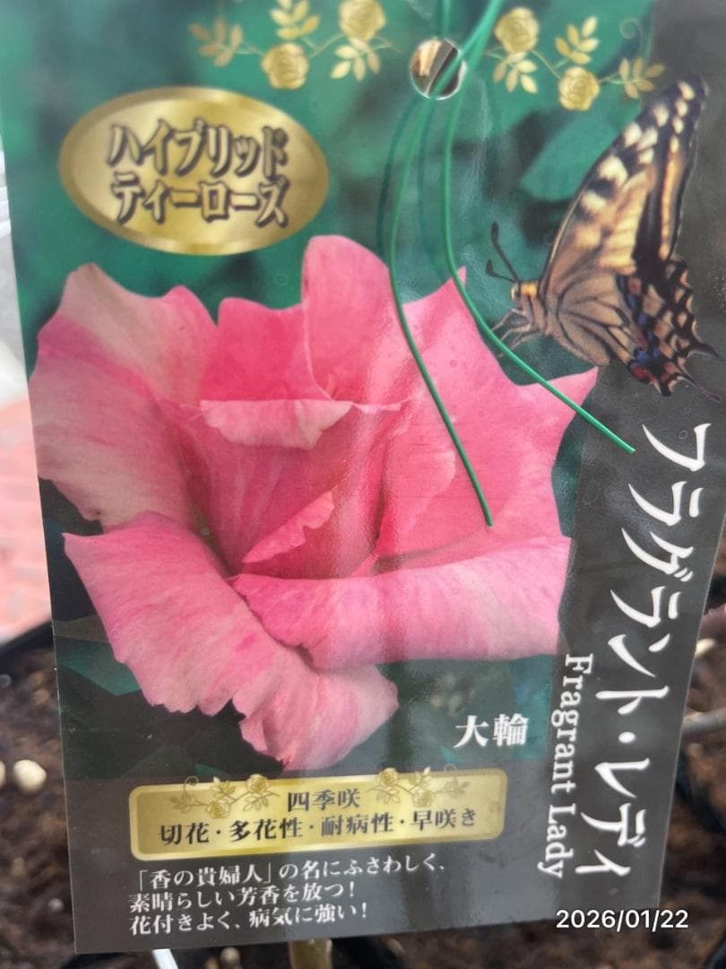 四季咲き　　バラ 　　 18株