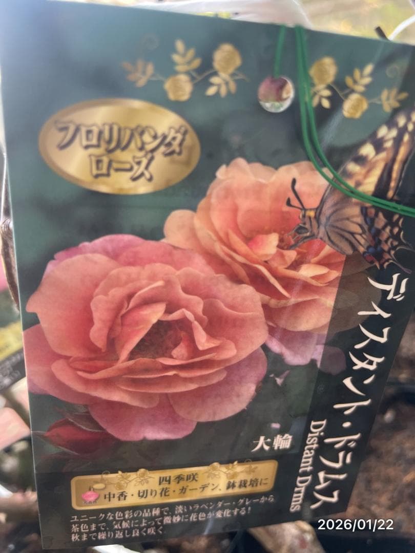 四季咲き　　バラ 　　 18株