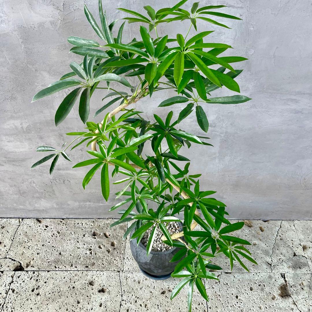 大型　シェフレラ　アンガスティフォリア　S字仕立て　陶器鉢　植え込み発送