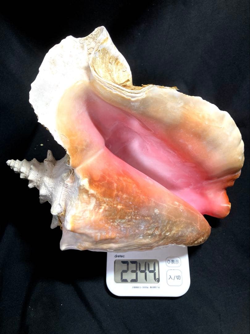 超特大　コンク貝、ピンク貝 (カリブ海産　特大サイズ　約30cm、2344g)