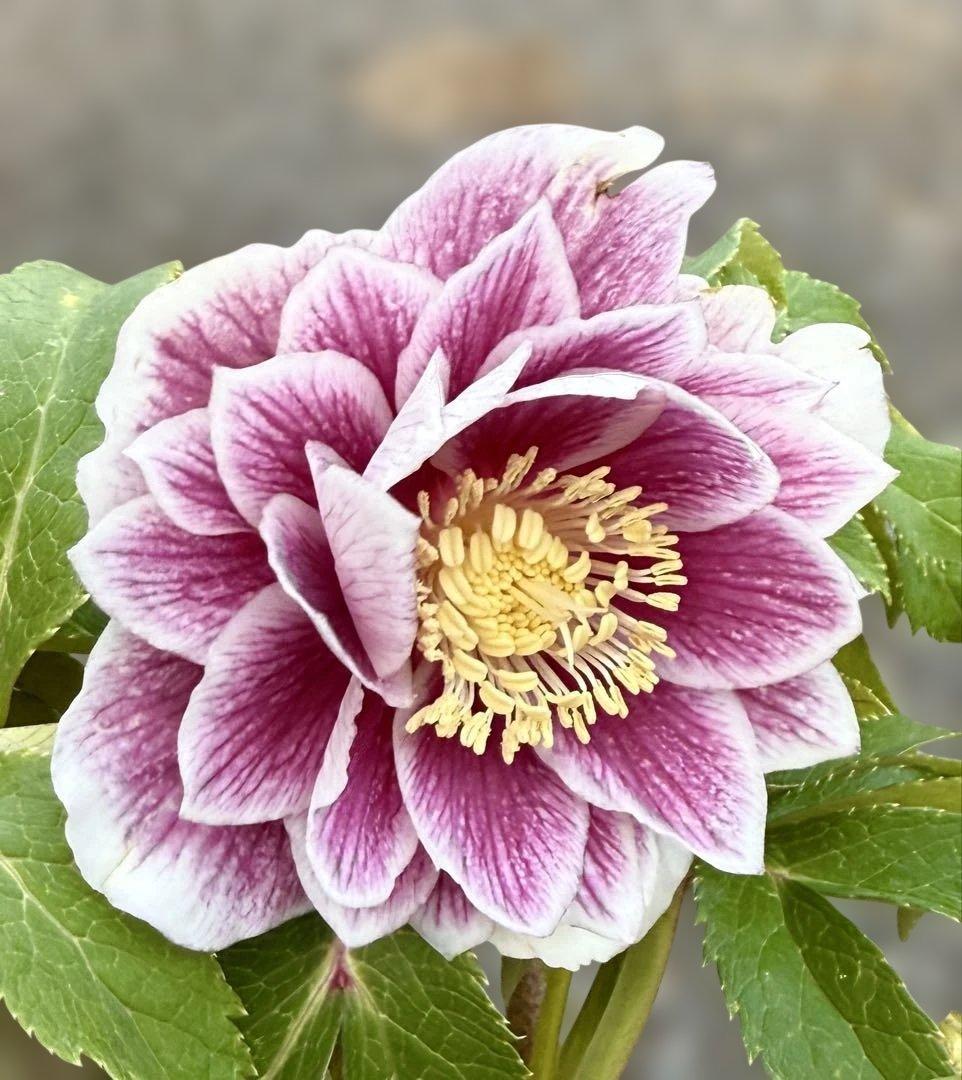 ★極上！札付き！★レッドホワイトゴールドぼかし★ソレイユ★クリスマスローズ開花株