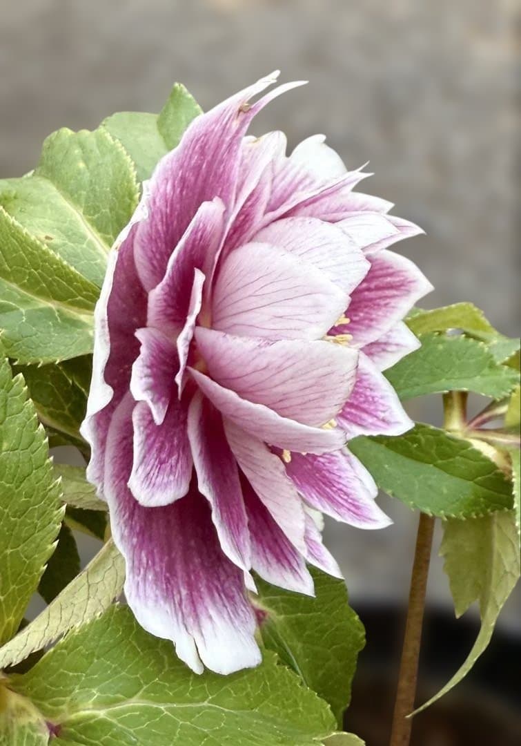 ★極上！札付き！★レッドホワイトゴールドぼかし★ソレイユ★クリスマスローズ開花株