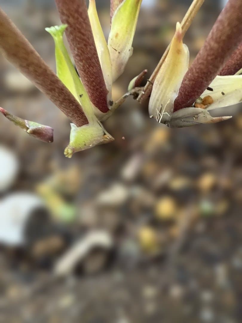 ★極上！札付き！★レッドホワイトゴールドぼかし★ソレイユ★クリスマスローズ開花株