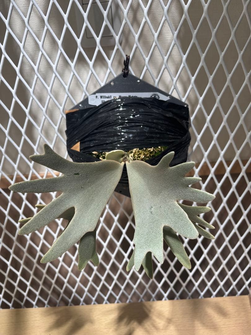 ビカクシダ P. WillInckll cv. Mogor Mutate