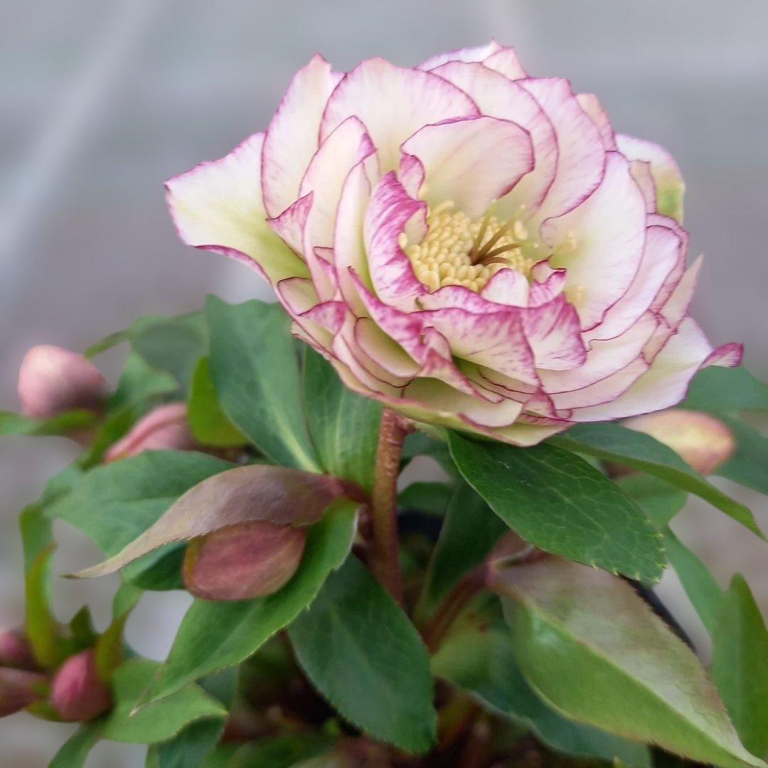 溢れるつぼみ！癒し系♪フリンジピコティ♪クリスマスローズ、大苗、開花株