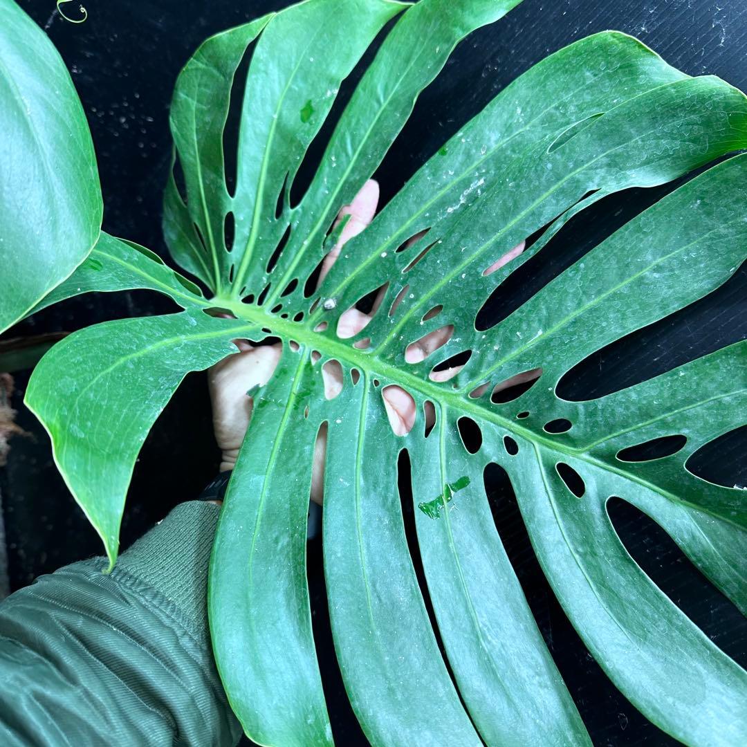 モンステラデリシオーサマクロコズム超希少系統鉢植え76㎝