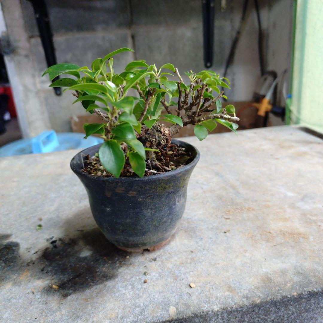 小葉ガジュマル