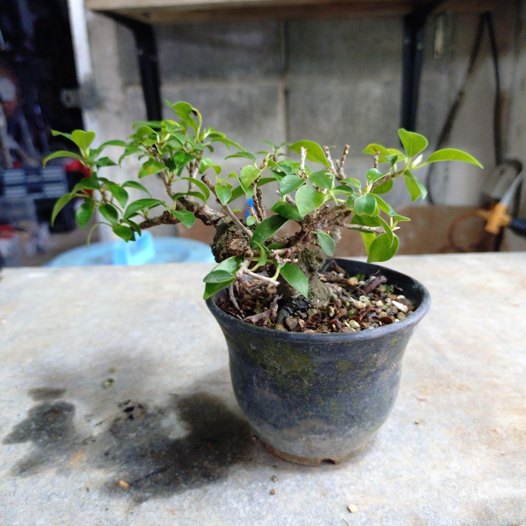 小葉ガジュマル