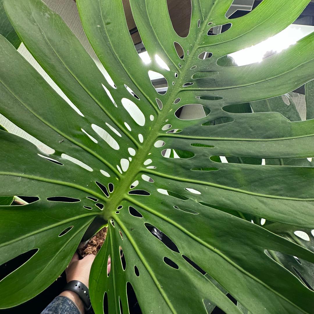 た*き様 モンステラデリシオーサマクロコズム超希少系統鉢植え