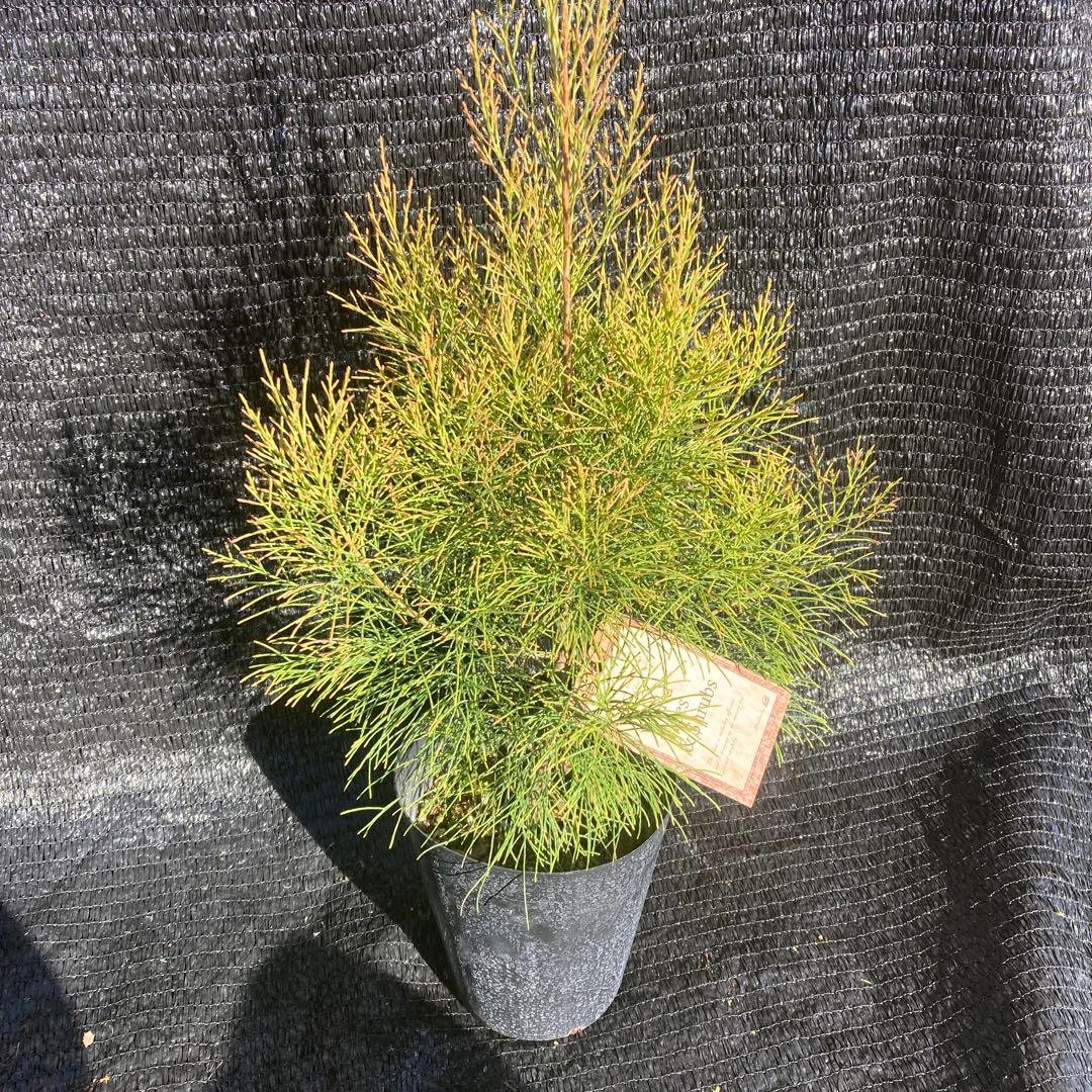 ②*ஐレア種！茶色い実もなる*ஐ【ディーンツリー・パインブラウンシュガー 】５号