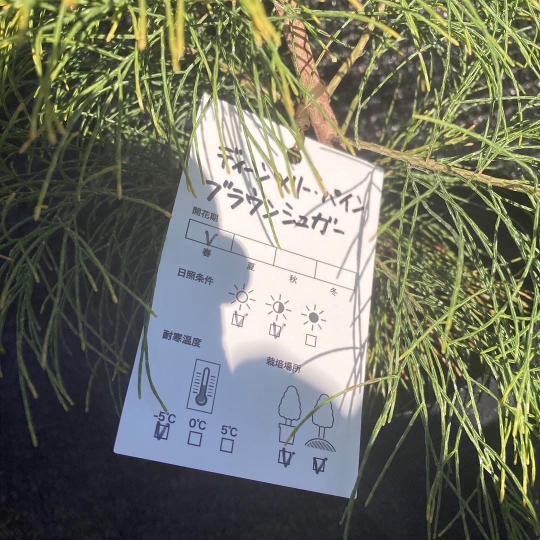 ②*ஐレア種！茶色い実もなる*ஐ【ディーンツリー・パインブラウンシュガー 】５号