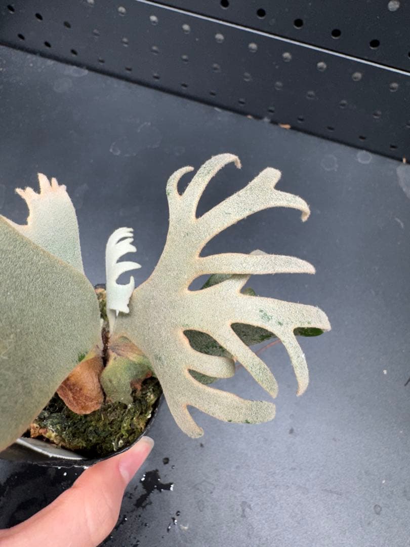 【平凡之鹿】YMDS Totoro HHRナーセリータグ付け #076