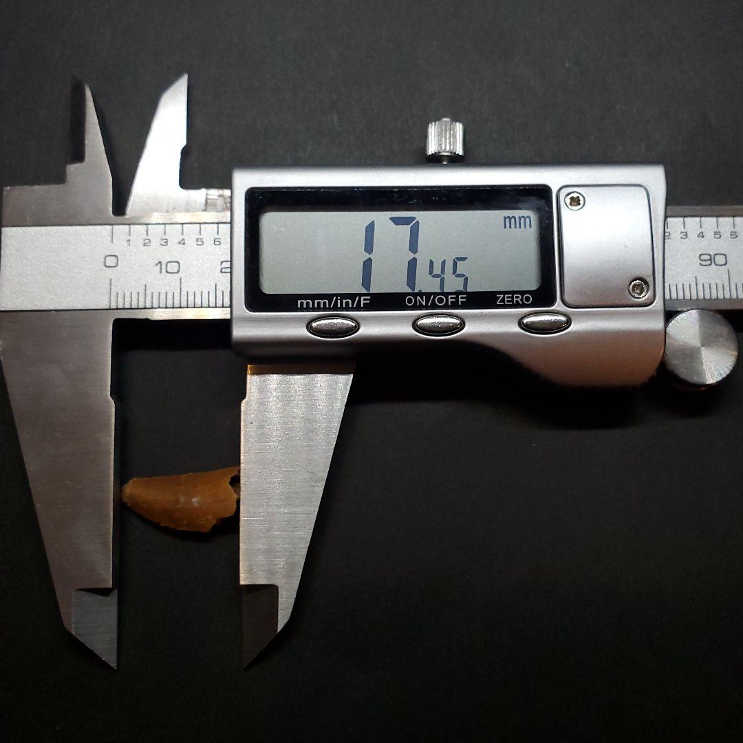 美品 ラプトル 化石 歯 恐竜 本物 モロッコ産 17.45mm fra5