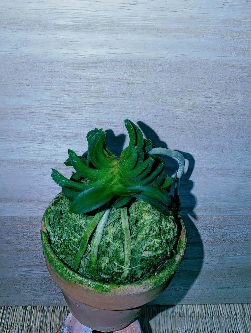 [年末大感謝祭東京土産編激安!!]富貴蘭　波平青海