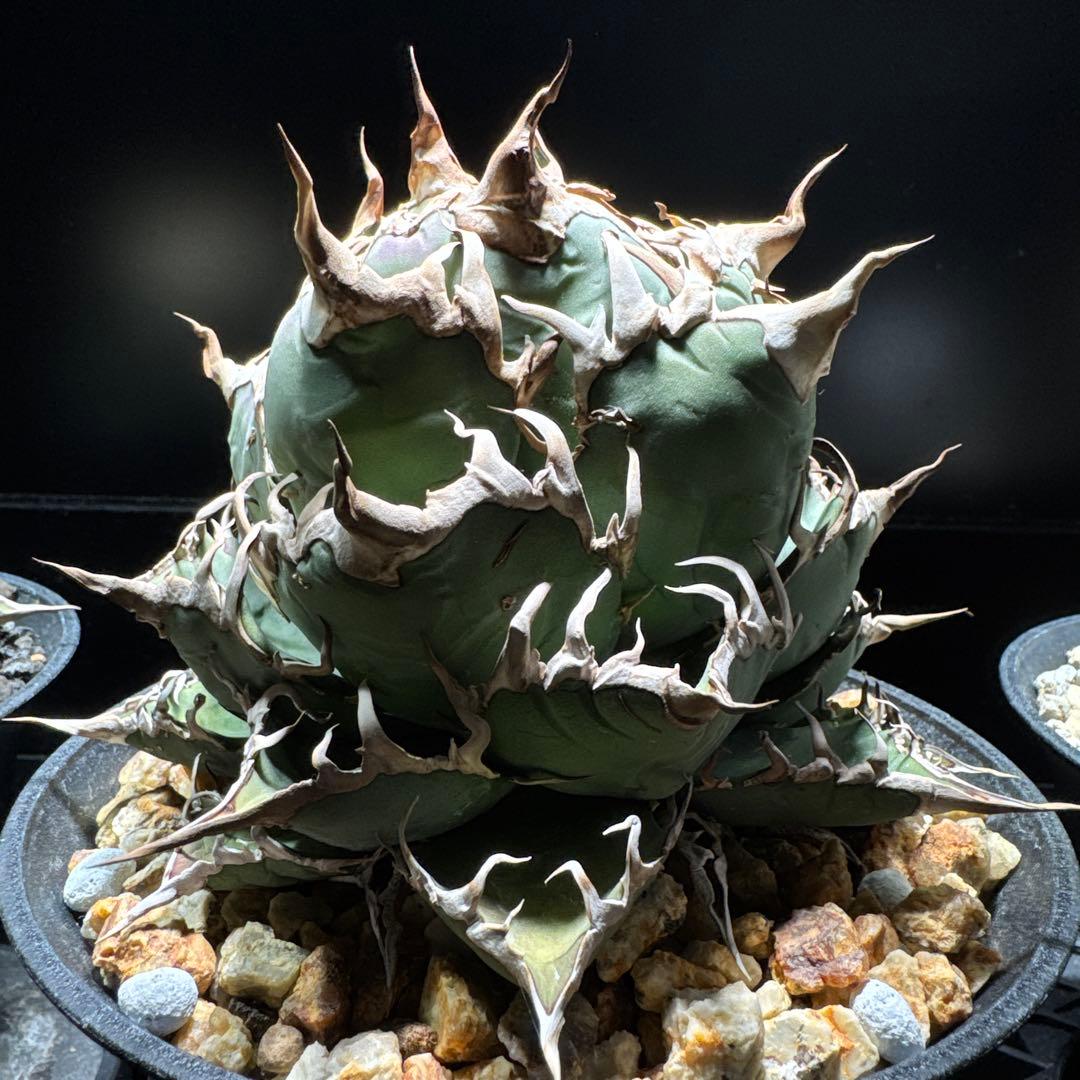 アガベ　オテロイ　オアハカ・ベイビーズ　チタノタ　シーザー　プランツレター