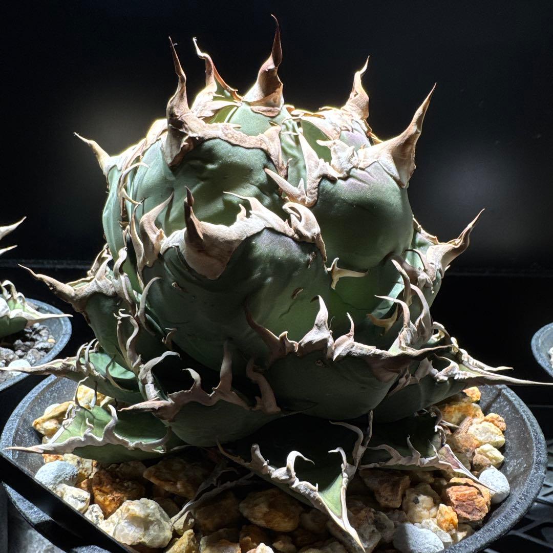 アガベ　オテロイ　オアハカ・ベイビーズ　チタノタ　シーザー　プランツレター