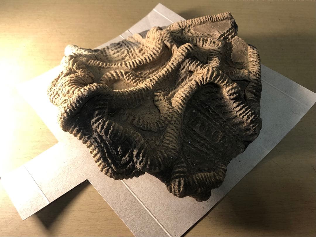 「土器の欠片 縁の部分 No.697」です。