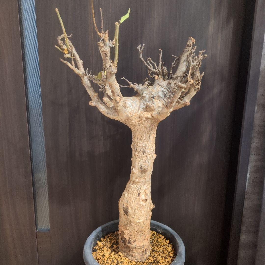 超特大 アダンソニア ディギタ バオバブ 塊根植物　パキプス　コーデックス