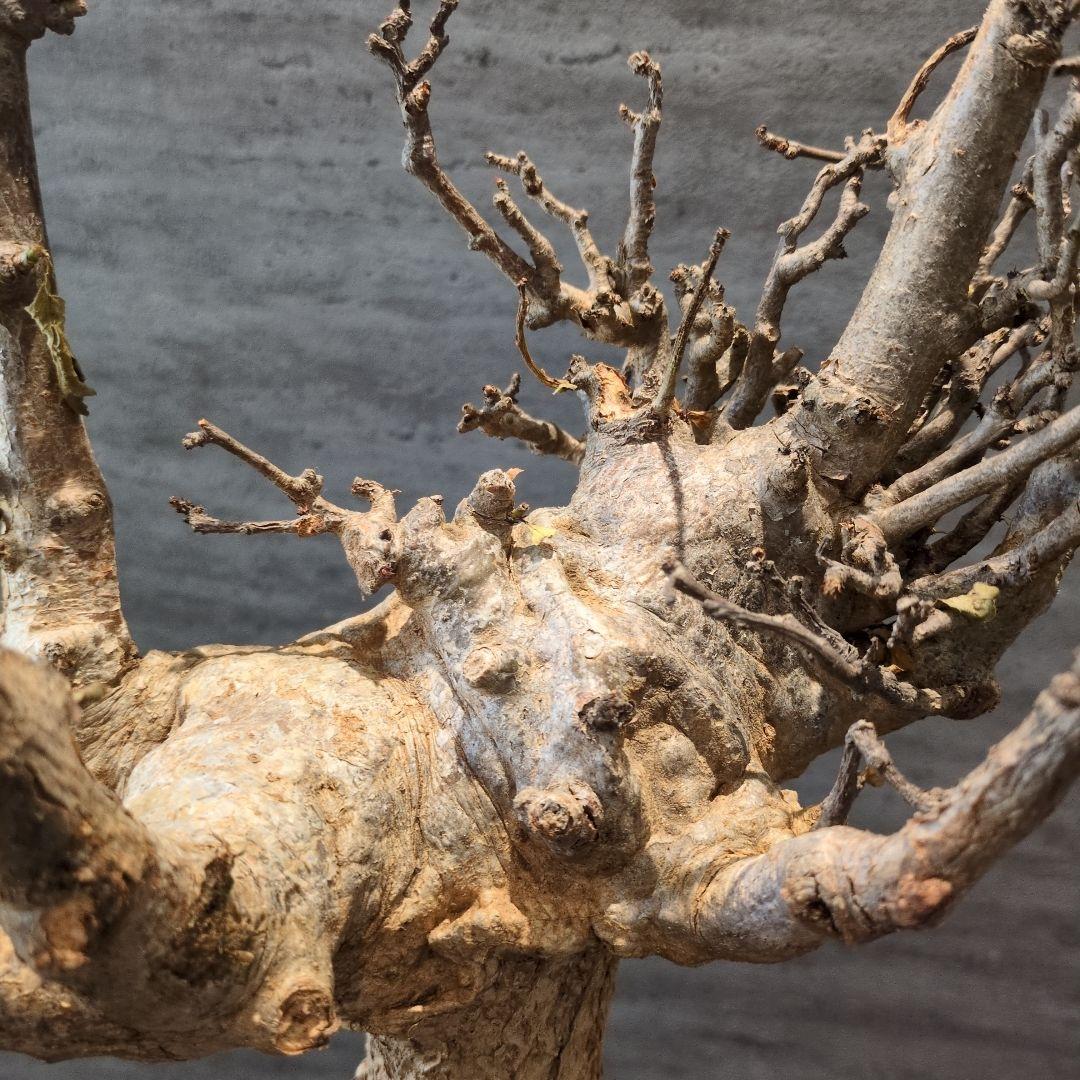 超特大 アダンソニア ディギタ バオバブ 塊根植物　パキプス　コーデックス