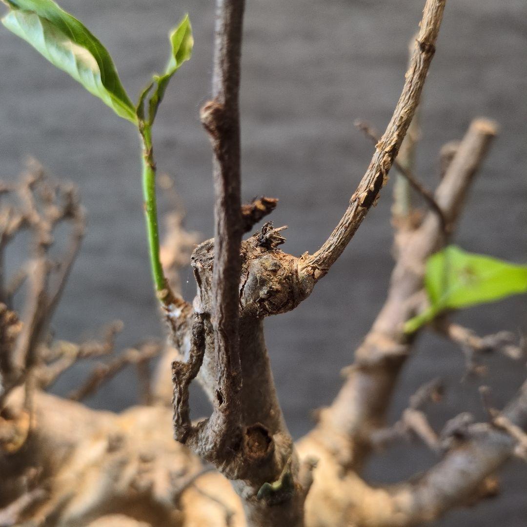 超特大 アダンソニア ディギタ バオバブ 塊根植物　パキプス　コーデックス