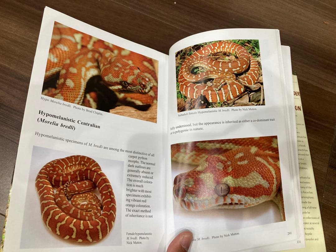 洋書 Complete Carpet Python 以下検索 蛇 パイソン ボア