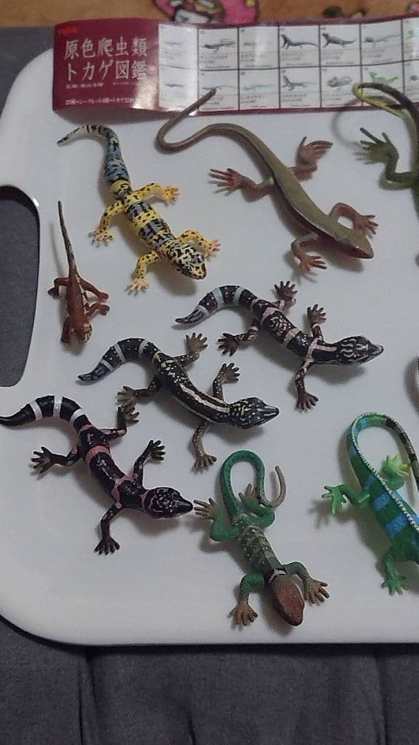 原色爬虫類トカゲ 図鑑　24体セット
