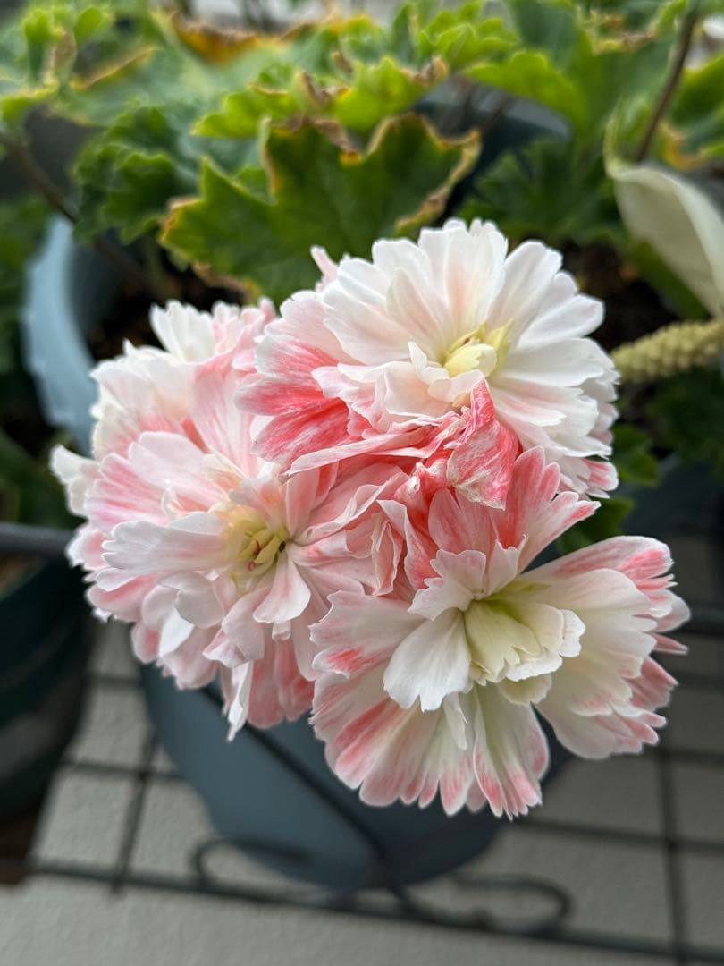 ひまわり様同捆専用