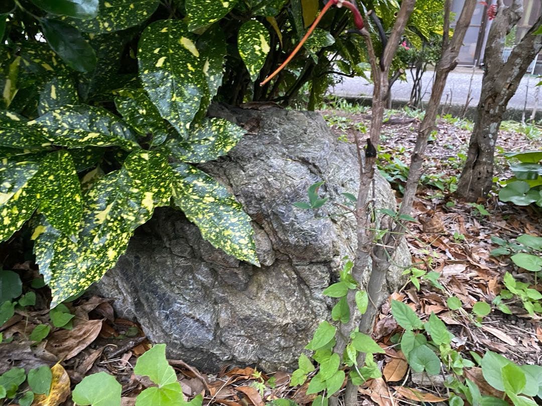 庭石 灰色 約75×80×45㎝ 自然石【石川県引き取り限定】まとめ割