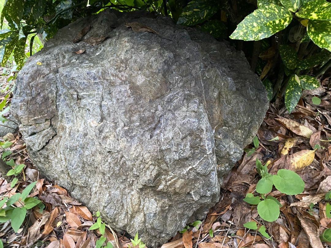 庭石 灰色 約75×80×45㎝ 自然石【石川県引き取り限定】まとめ割