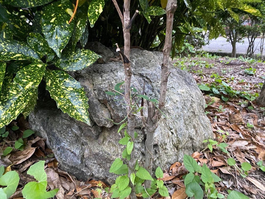 庭石 灰色 約75×80×45㎝ 自然石【石川県引き取り限定】まとめ割