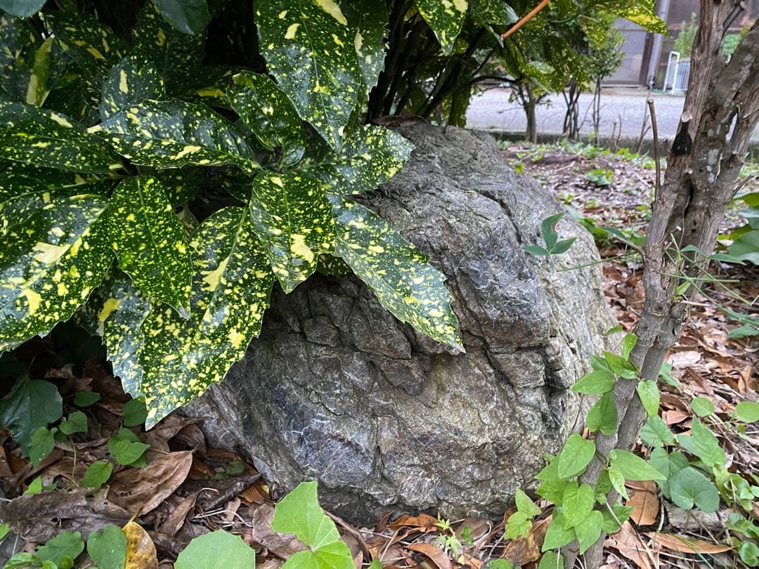 庭石 灰色 約75×80×45㎝ 自然石【石川県引き取り限定】まとめ割