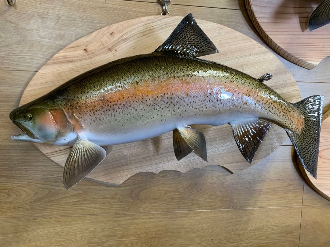 ワイルドスーパーレインボー50オーバー雄三口限定品剥製製作依頼又は、完成品