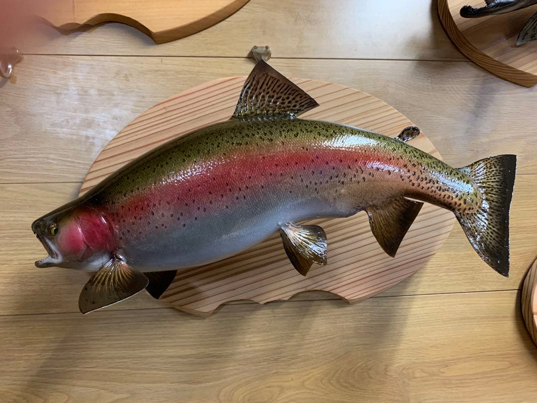 ワイルドスーパーレインボー50オーバー雄三口限定品剥製製作依頼又は、完成品