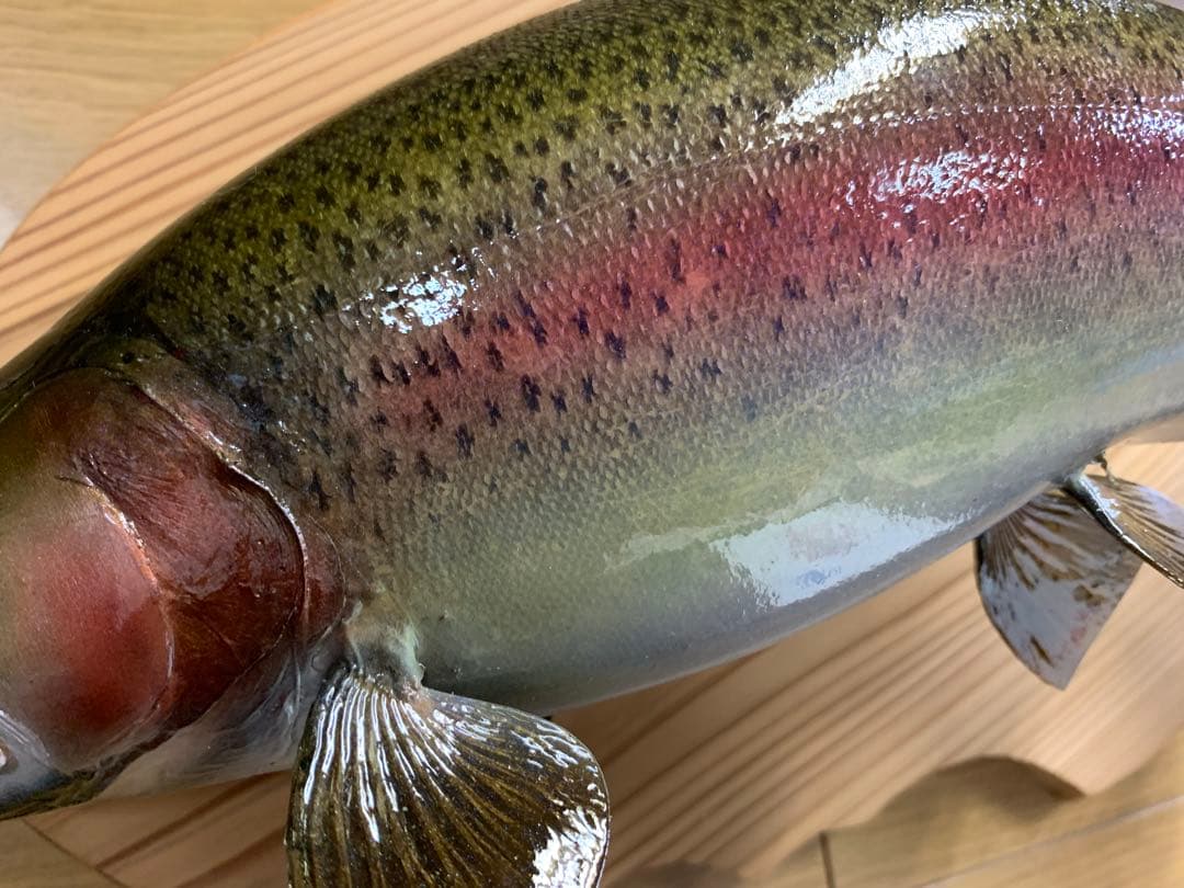 ワイルドスーパーレインボー50オーバー雄三口限定品剥製製作依頼又は、完成品